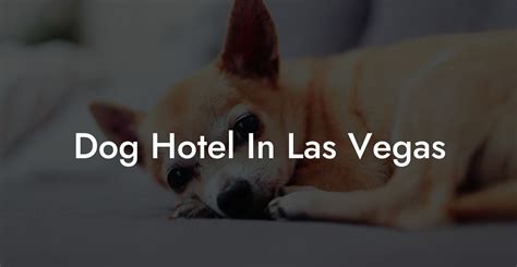 doggy hotel las vegas